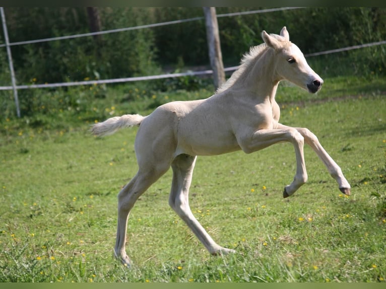 Caballo alemán Yegua  Palomino in Borgdorf-Seedorf