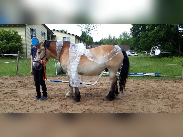 Caballo ardenes Caballo castrado 12 años 160 cm Castaño claro in Wedemark