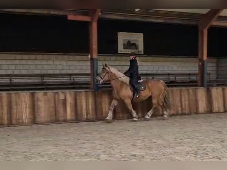 Caballo ardenes Caballo castrado 14 años 167 cm Alazán in Oud Gastel