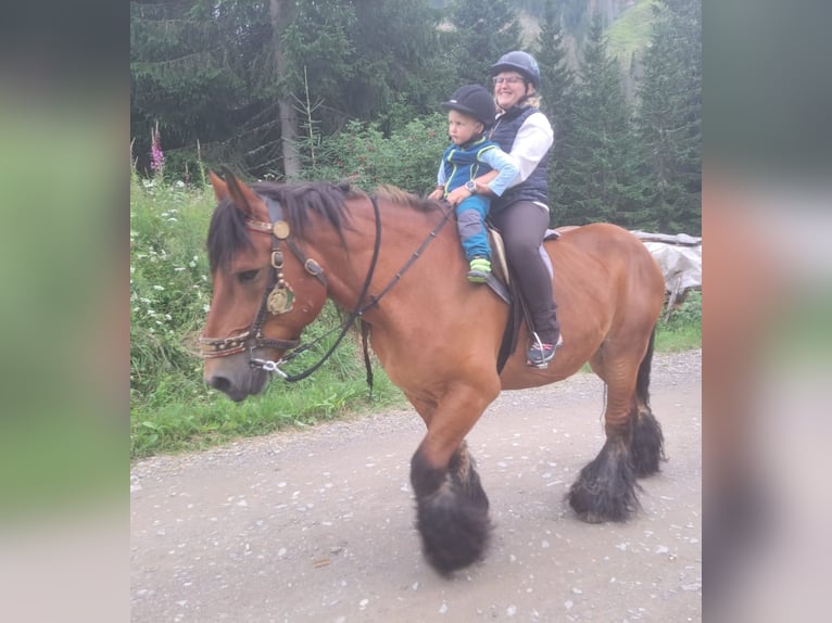 Caballo ardenes Caballo castrado 14 años in Obertilliach