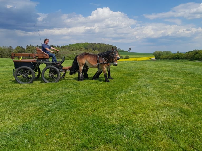 Caballo ardenes Caballo castrado 3 años 154 cm Castaño in Nettersheim