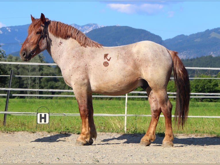 Caballo ardenes Caballo castrado 4 años 158 cm Ruano alazán in Kirchbichl