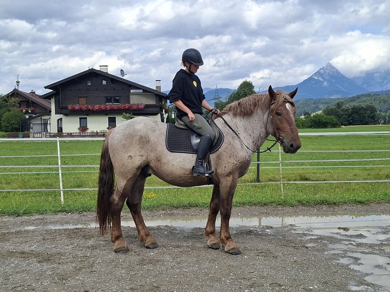 Caballo ardenes Caballo castrado 4 años 158 cm Ruano alazán in Kirchbichl