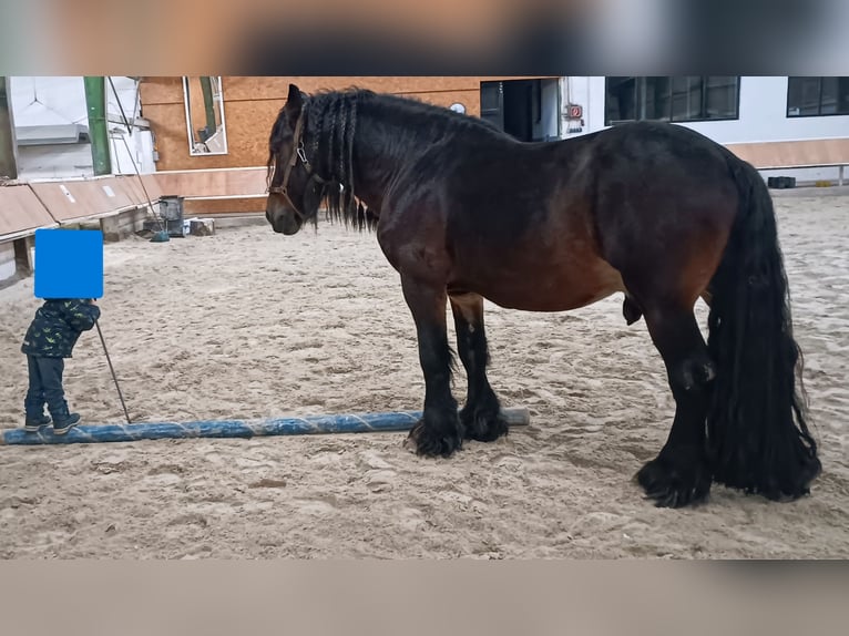 Caballo ardenes Mestizo Caballo castrado 7 años 170 cm Castaño in Groß-Umstadt