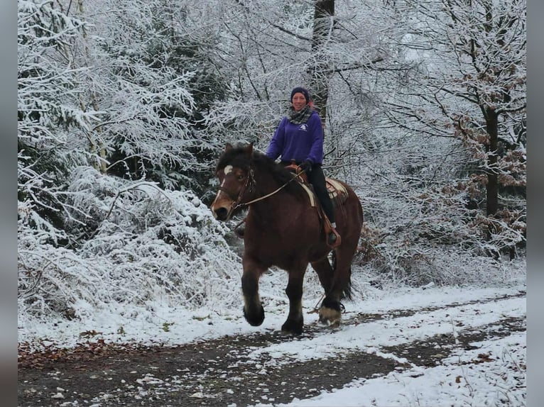 Caballo ardenes Caballo castrado 7 años 170 cm Castaño in Linkenbach