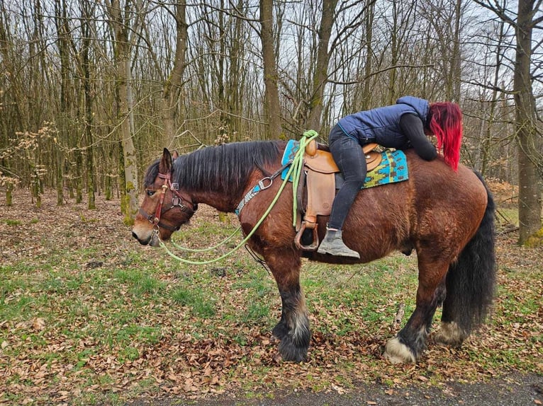 Caballo ardenes Caballo castrado 7 años 170 cm Castaño in Linkenbach