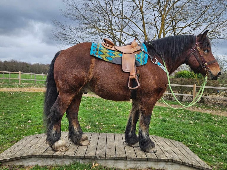 Caballo ardenes Caballo castrado 7 años 170 cm Castaño in Linkenbach