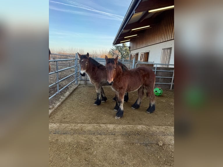 Caballo ardenes Semental 1 año 155 cm Castaño in Daleiden
