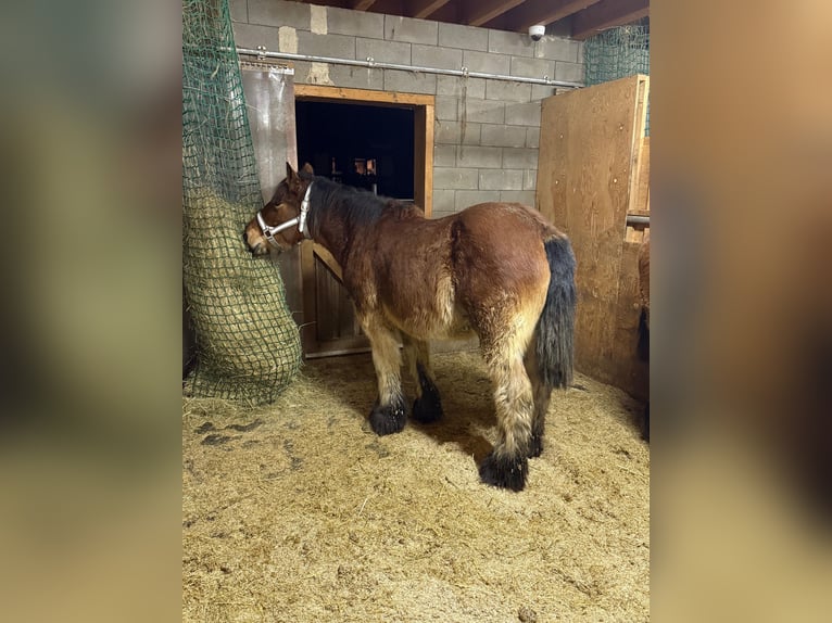 Caballo ardenes Semental 1 año 157 cm Castaño in Daleiden