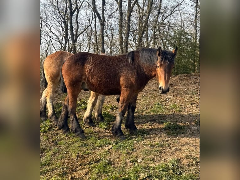Caballo ardenes Semental 1 año 160 cm  in Daleiden