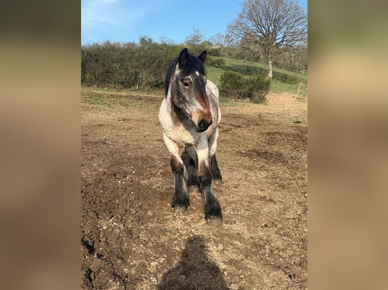 Caballo ardenes Semental 1 año  in Daleiden