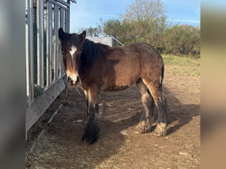 Caballo ardenes Semental 1 año  in Daleiden