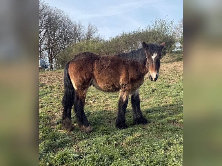 Caballo ardenes Semental 1 año  in Daleiden
