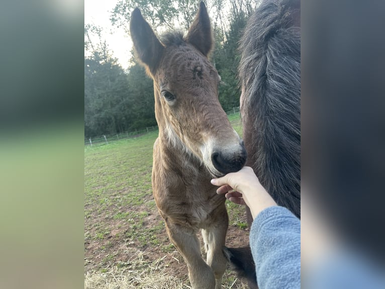 Caballo ardenes Semental 1 año Castaño in Diekirch