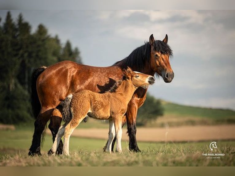 Caballo ardenes Semental 1 año Castaño in Affoltern im Emmental