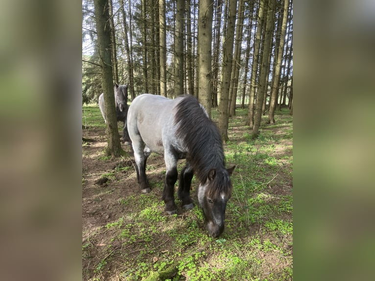 Caballo ardenes Semental 1 año Porcelana in Büllingen