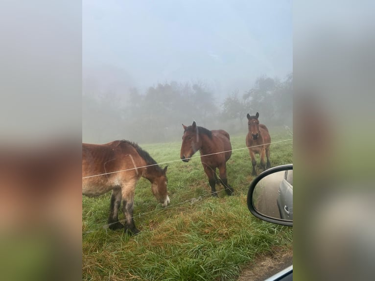 Caballo ardenes Semental 2 años 155 cm Castaño in Merzkirchen