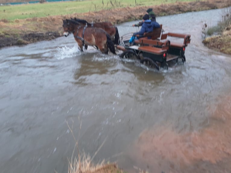 Caballo ardenes Semental 3 años Castaño in Nettersheim