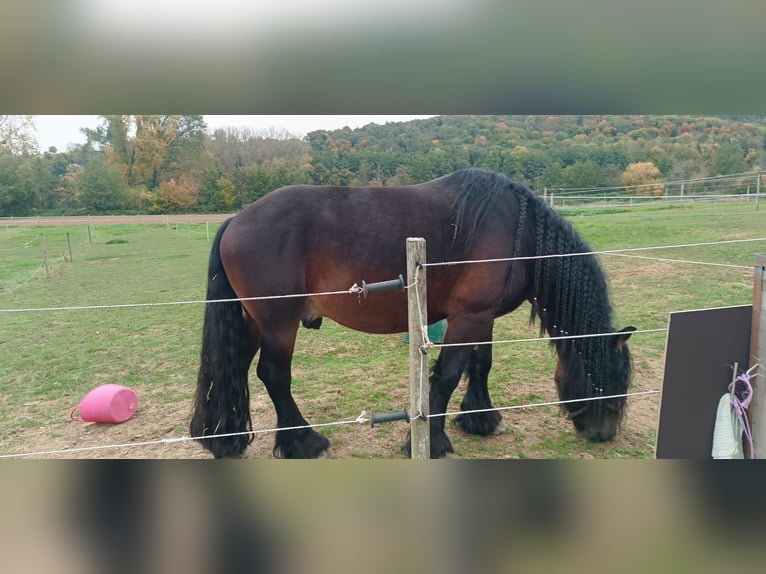 Caballo ardenes Mestizo Semental 6 años 170 cm Castaño in Gro&#xDF;-Umstadt