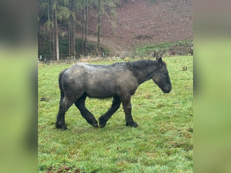 Caballo ardenes Semental Potro (04/2025) 153 cm Ruano azulado in Daleiden