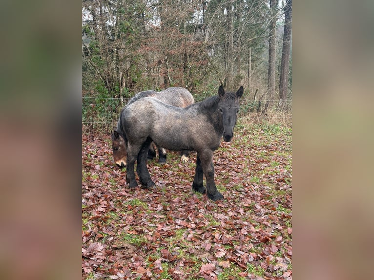 Caballo ardenes Semental Potro (04/2025) 153 cm Ruano azulado in Daleiden