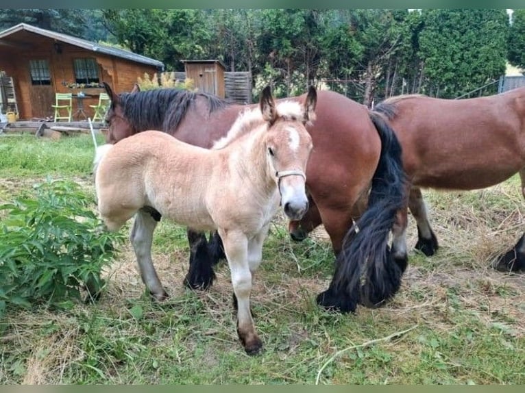 Caballo ardenes Semental Potro (04/2025) Alazán in Sondershausen