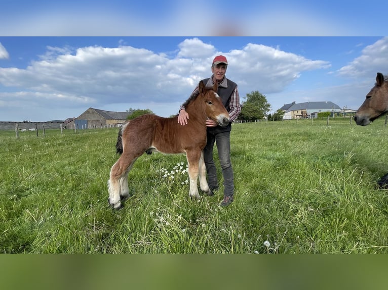 Caballo ardenes Semental Potro (01/2025) in KUBORN