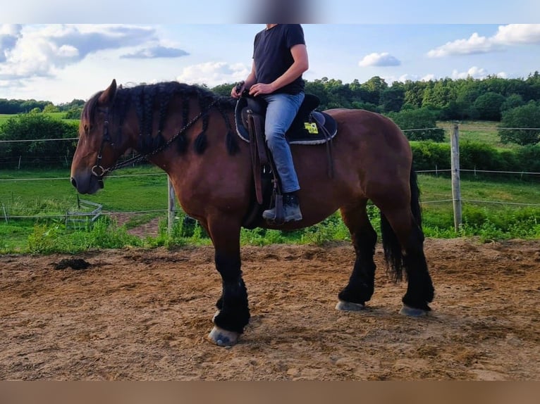 Caballo ardenes Yegua 13 años Castaño in Mechernich