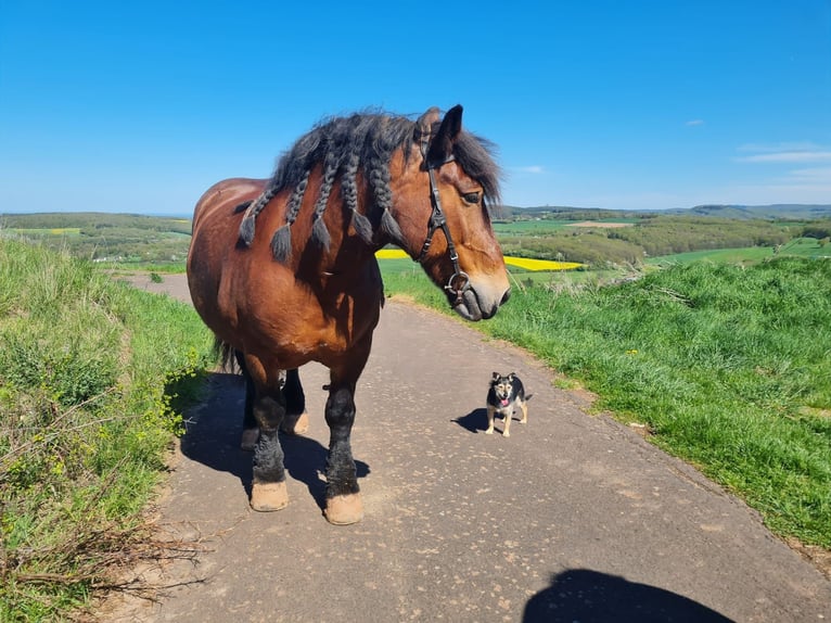 Caballo ardenes Yegua 13 años Castaño in Mechernich