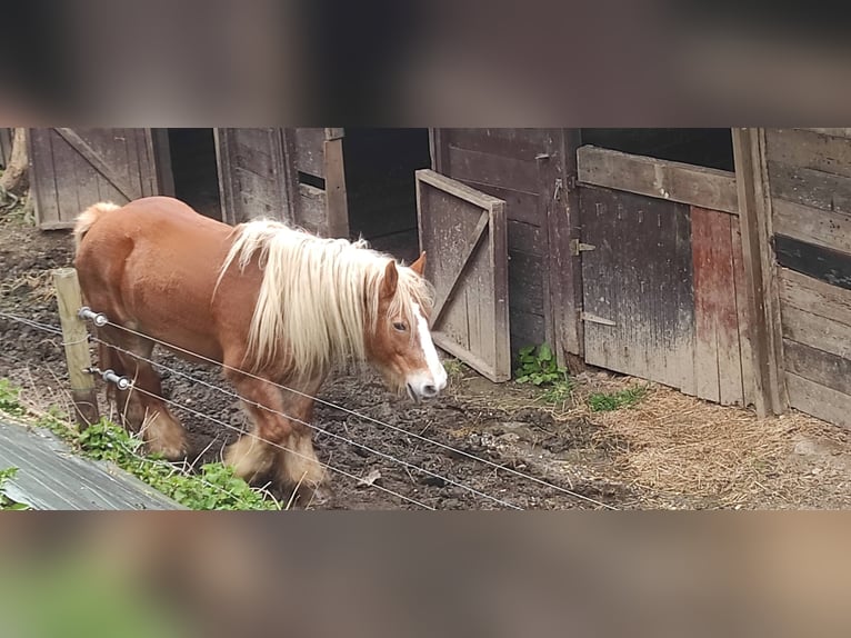 Caballo ardenes Yegua 17 años Alazán in st leonard