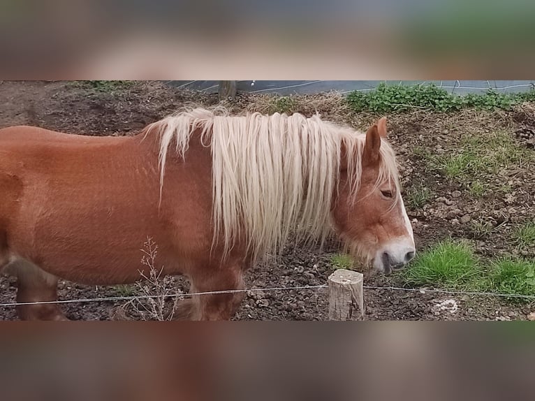 Caballo ardenes Yegua 18 años Alazán in st leonard