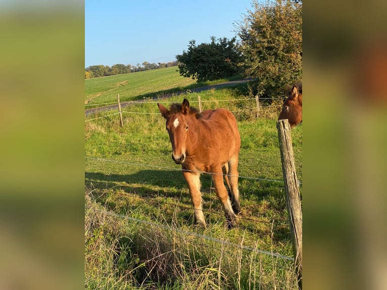 Caballo ardenes Yegua 1 año 140 cm Castaño in Merzkirchen