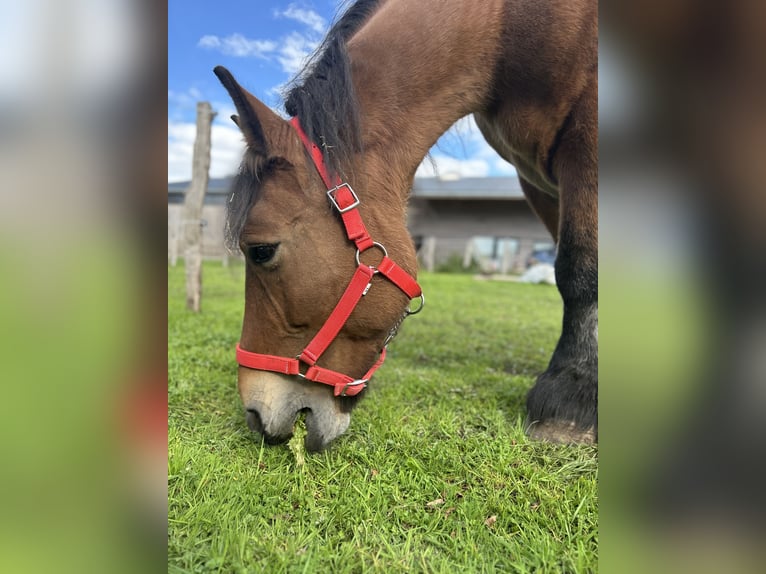 Caballo ardenes Yegua 20 años Castaño in Kettenis