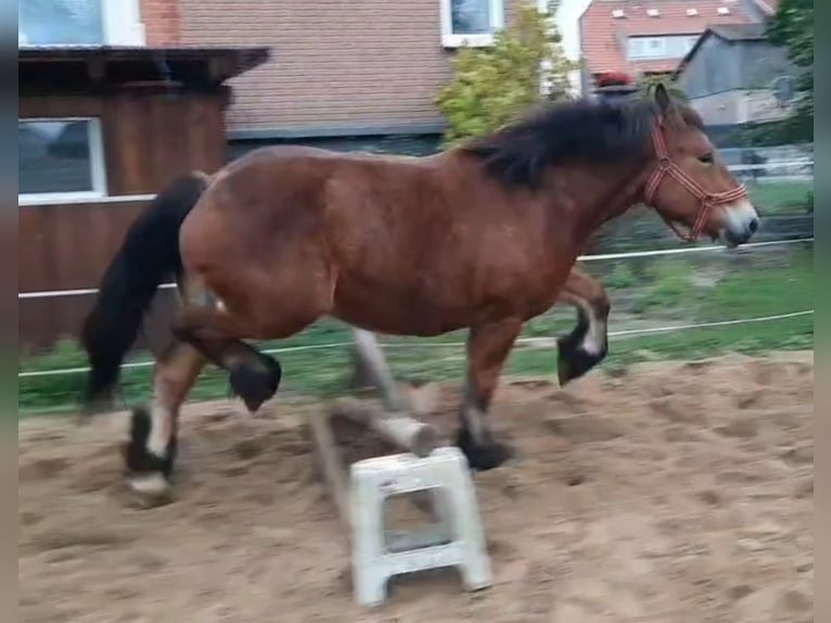 Caballo ardenes Yegua 2 años 155 cm Castaño in Velpke