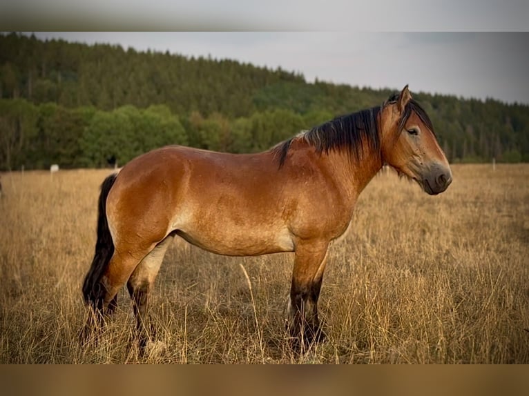 Caballo ardenes Yegua 3 años 150 cm  in Blankenheim