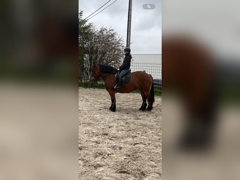 Caballo ardenes Yegua 4 años 162 cm Castaño in Libramont