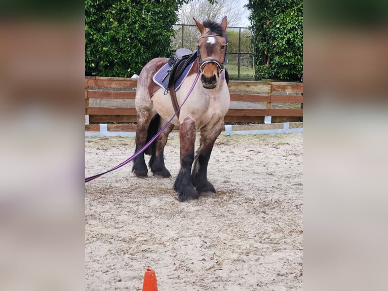 Caballo ardenes Yegua 5 años 154 cm Castaño-ruano in Dunfermline