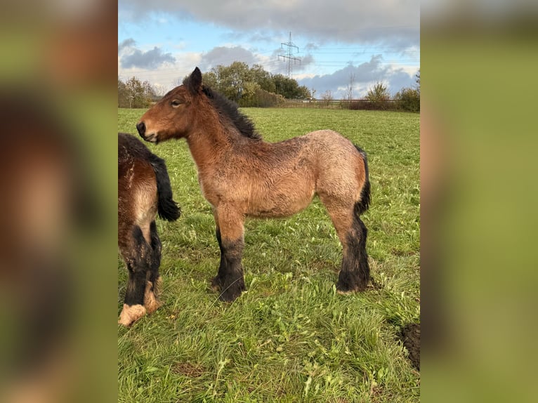 Caballo ardenes Yegua Potro (05/2025) 157 cm Musgo marrón in Daleiden
