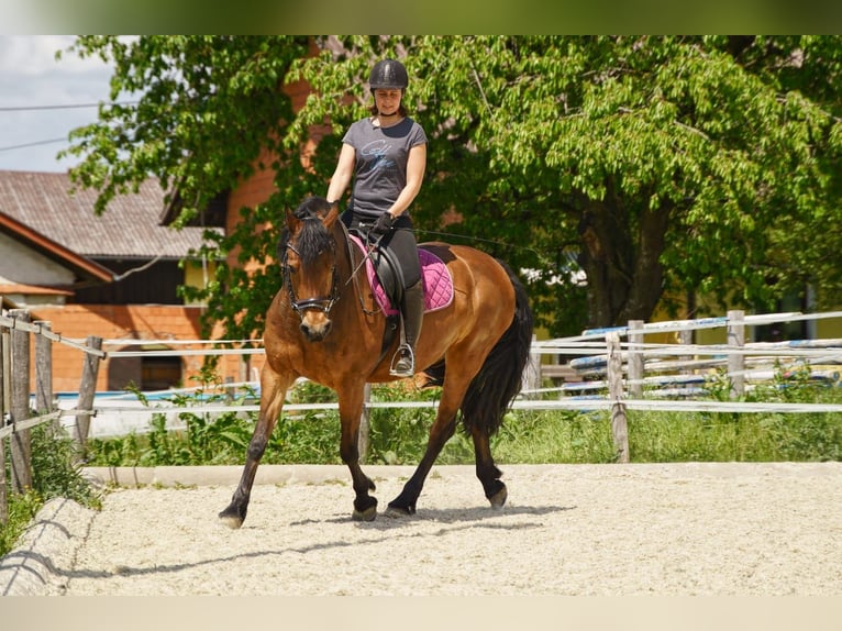 Caballo Beberbeck Mestizo Yegua 12 años 158 cm in Mehr