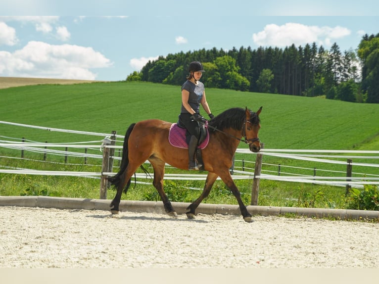 Caballo Beberbeck Mestizo Yegua 12 años 158 cm in Mehr