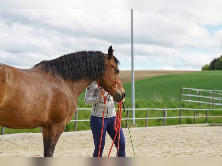 Caballo Beberbeck Mestizo Yegua 12 años 158 cm in Mehr