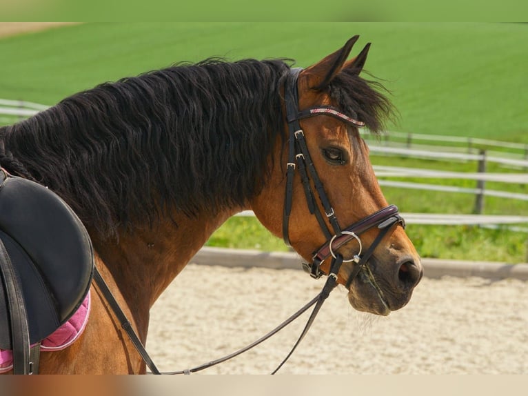 Caballo Beberbeck Mestizo Yegua 12 años 158 cm in Mehr