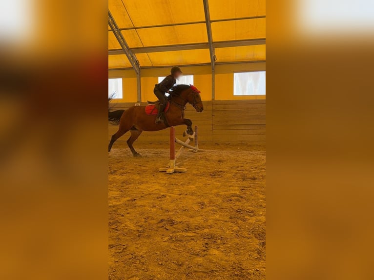 Caballo Búlgaro Oriental Yegua 9 años 145 cm Castaño in Castellamonte