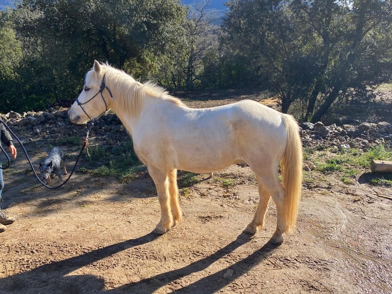 Caballo camargués Caballo castrado 12 años 143 cm in Laroque-de-Fa