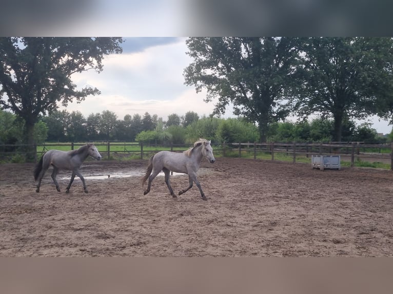 Caballo camargués Caballo castrado 1 año 145 cm Tordo in Rijkevoort-De Walsert