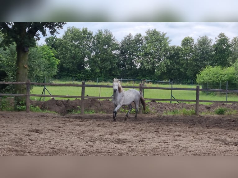 Caballo camargués Caballo castrado 1 año 145 cm Tordo in Rijkevoort-De Walsert