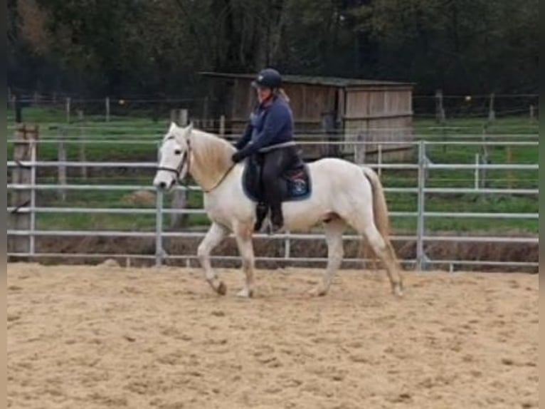 Caballo camargués Caballo castrado 3 años 145 cm Tordo in Saint-Jean-sur-Reyssouze