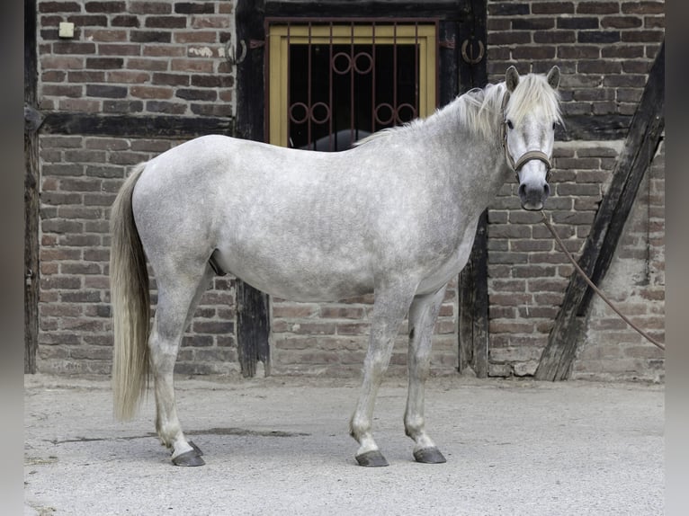 Caballo camargués Caballo castrado 3 años 150 cm Tordo in Ratingen