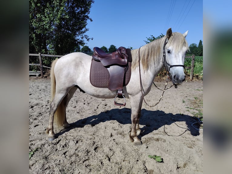 Caballo camargués Caballo castrado 5 años 146 cm Tordo in BUGGENHOUT