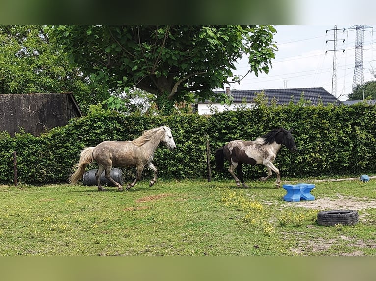 Caballo camargués Caballo castrado 5 años 146 cm Tordo in BUGGENHOUT